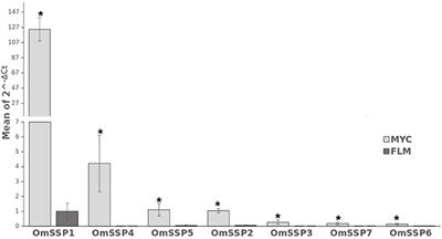 The Hydrophobin-Like OmSSP1 May Be an Effector in the Ericoid Mycorrhizal Symbiosis